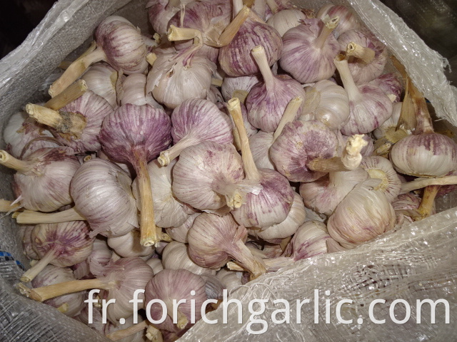 Best Quality Normal White Garlic